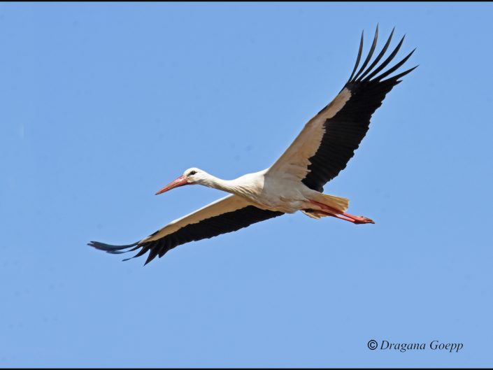 Cigogne blanche