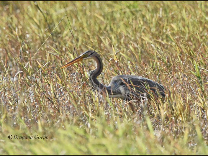Héron pourpré