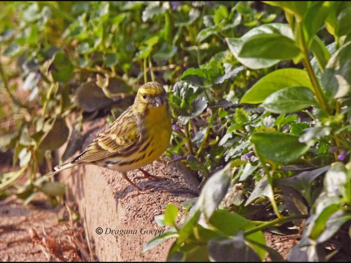 Serin cini